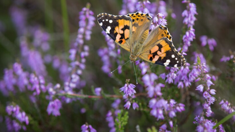 Vlindertrek: de distelvlinder maakt een tocht van 4.000 km