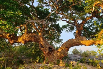 De oudste boom van Nederland staat op Bonaire