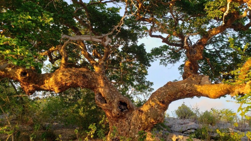 De oudste boom van Nederland staat op Bonaire