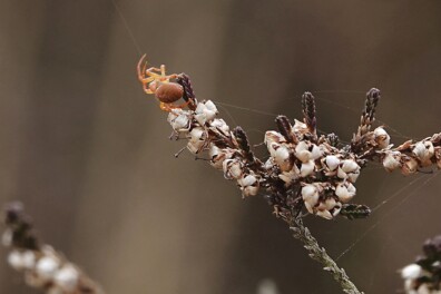 Wat een vraag: ik zag een vliegende spin, hoe kan dat?