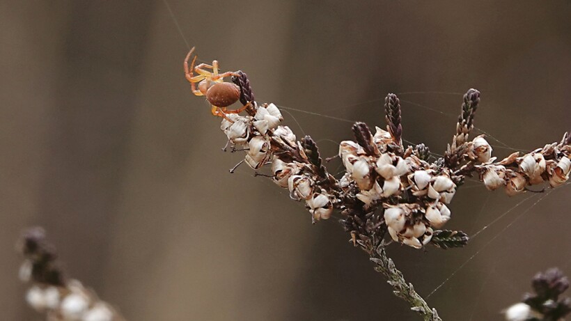 Wat een vraag: ik zag een vliegende spin, hoe kan dat?