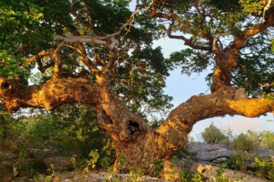 De oudste boom van Nederland staat op Bonaire
