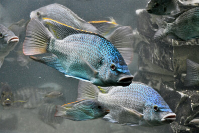 Wat een vraag: kunnen vissen dorst hebben?