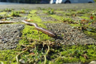 Broodje aap: een regenworm die je doormidden hakt, blijft leven