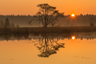 Wat een vraag: waarom zingen vogels bij zonsopgang?