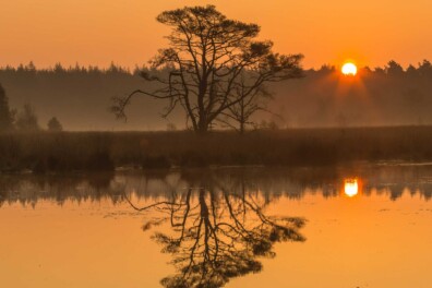 Wat een vraag: waarom zingen vogels bij zonsopgang?