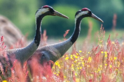Wat een vraag: is de kraanvogel genoemd naar de kraan?