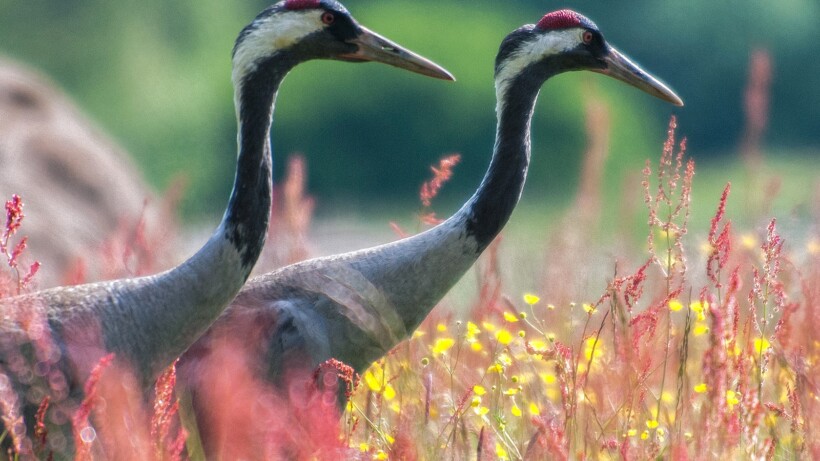 Wat een vraag: is de kraanvogel genoemd naar de kraan?