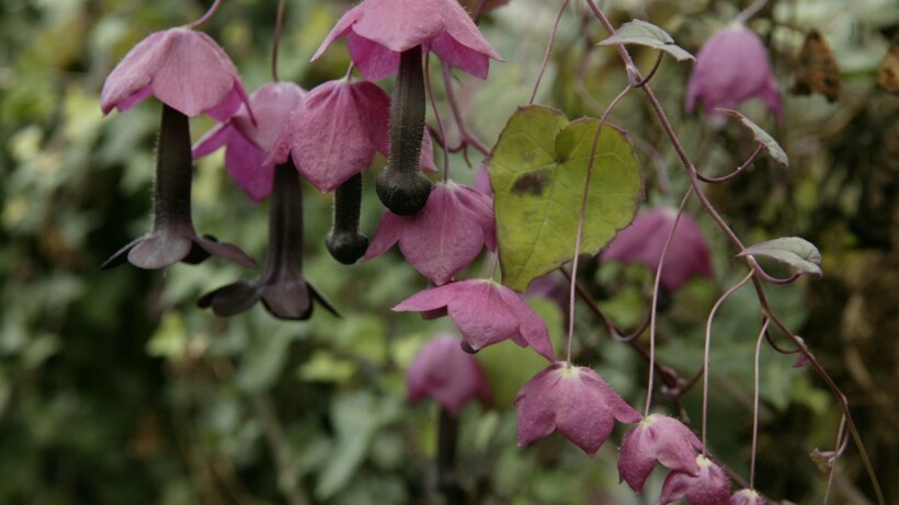 Gracieuze klimmer: Chinees purperklokje (Rhodochiton atrosanguineus)