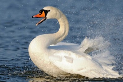 Knobbelzwaan: 6 feiten over het icoon van het laagland