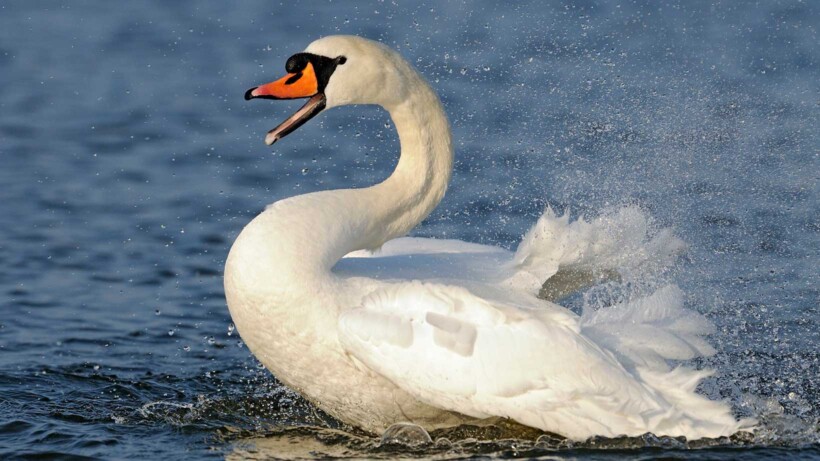 Knobbelzwaan: 6 feiten over het icoon van het laagland