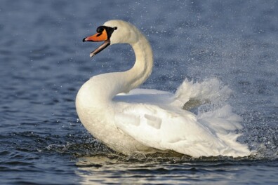 Knobbelzwaan: 6 feiten over het icoon van het laagland