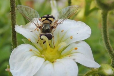 Behendige zweefvlieg