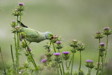 De 5 papegaaien en parkieten van Nederland