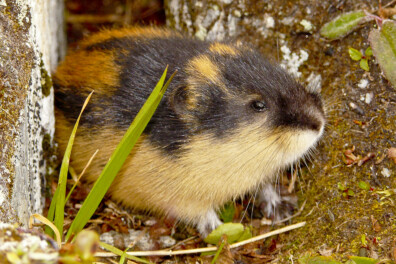 Broodje aap: plegen lemmingen massaal zelfmoord?