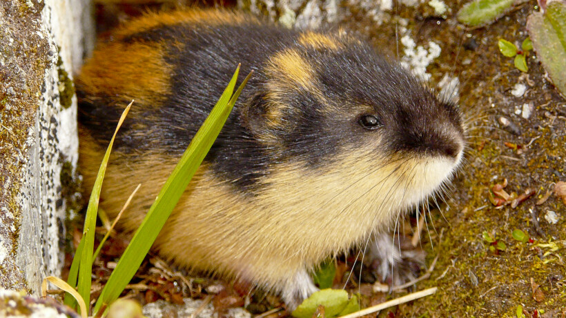 Broodje aap: plegen lemmingen massaal zelfmoord?