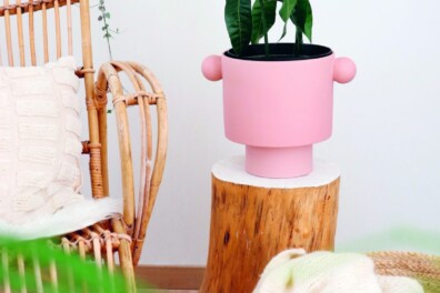 Zo kweek je zelf een mangoboompje uit een mangopit