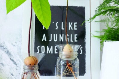 Zo kweek je planten uit pitten en zaden: in keukenpapier & in water