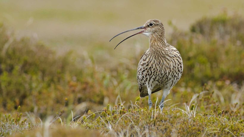 Wat een vraag: waarom heeft een wulp een gekromde snavel?