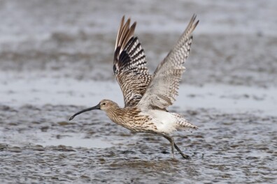 Wat een vraag: waarom heeft een wulp een gekromde snavel?