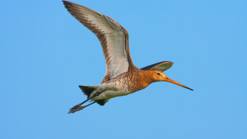 Wat een vraag: hoe hoog kunnen vogels vliegen?