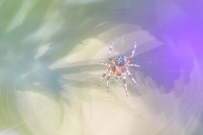 Hoelang doet een kruisspin over het maken van een web?