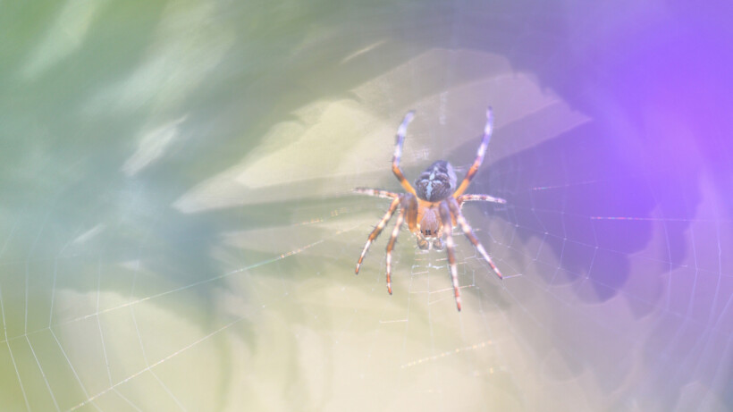 Hoelang doet een kruisspin over het maken van een web?