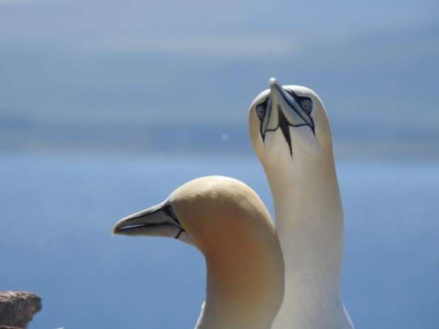 Hoe komt de jan-van-gent aan zijn naam