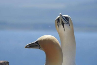 Hoe komt de jan-van-gent aan zijn naam?