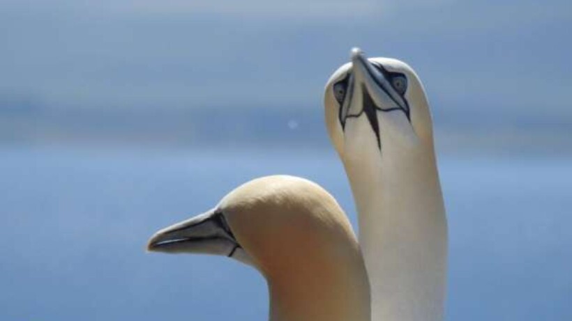 Hoe komt de jan-van-gent aan zijn naam?