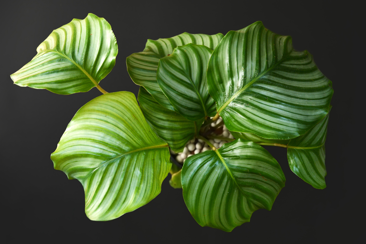 Calathea orbifolia