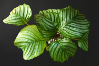 De Calathea orbifolia: alles wat je moet weten