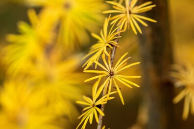 Wat een vraag: zijn er naaldbomen die hun ‘bladeren’ verliezen?