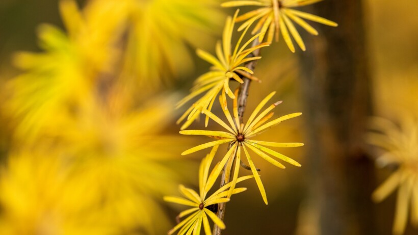 Wat een vraag: zijn er naaldbomen die hun ‘bladeren’ verliezen?