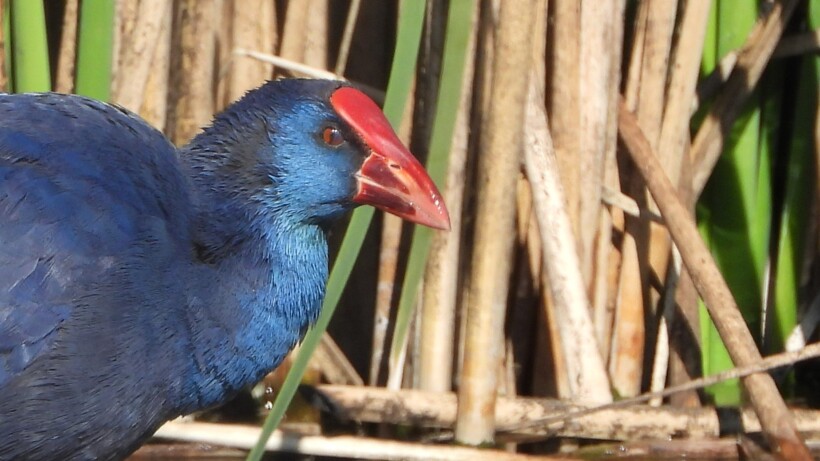 Bijzondere purperkoet bij Kinderdijk