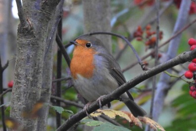 3 leuke weetjes over de roodborst in je tuin