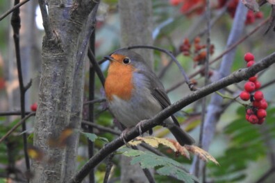 3 leuke weetjes over de roodborst in je tuin