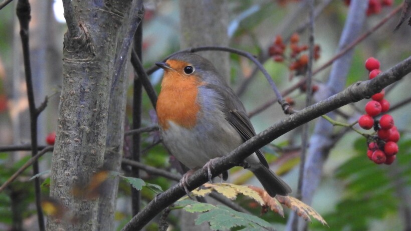 3 leuke weetjes over de roodborst in je tuin