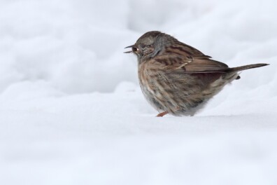 Is een heggenmus eigenlijk een mus?