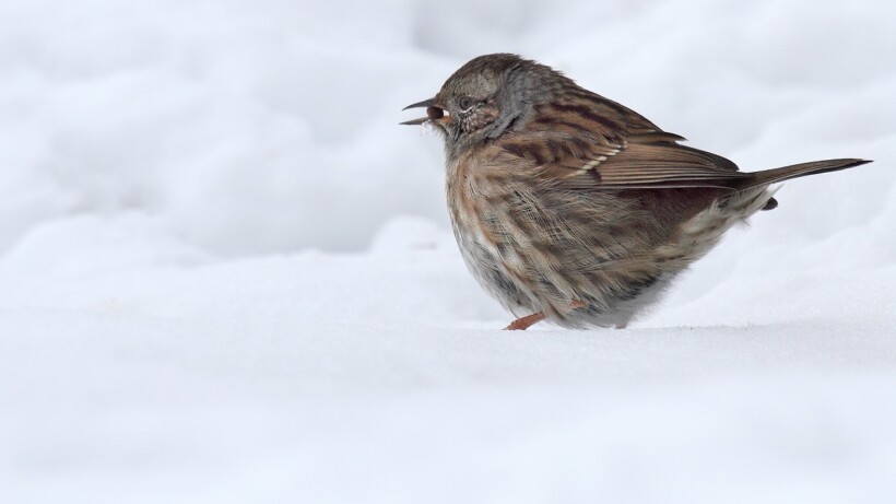 Is een heggenmus eigenlijk een mus?