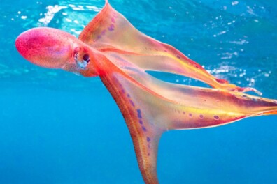 Uniek: de prachtige dekenoctopus is weer gezien (en gefilmd)