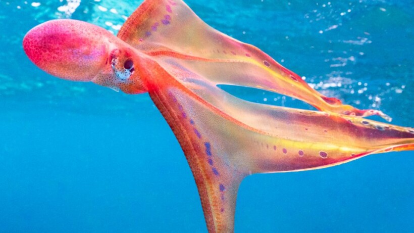 Uniek: de prachtige dekenoctopus is weer gezien (en gefilmd)