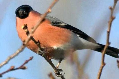 De strandleeuwerik en zijn kenmerkende geluid