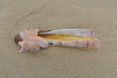 Oostenwind brengt schelpen