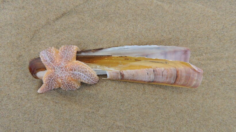 Oostenwind brengt schelpen