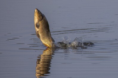 Wat een vraag: waarom springen karpers hoog uit het water?
