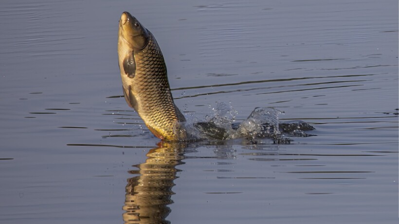 Wat een vraag: waarom springen karpers hoog uit het water?