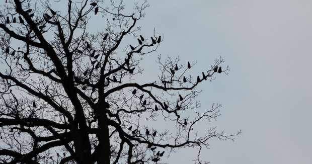 Gezamenlijke kauwenslaapplaats