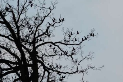 Luidruchtige kauwenslaapplaats in de winter