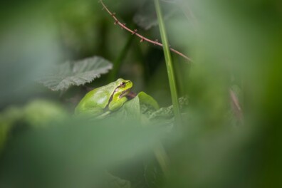 Boomkikkers fotograferen op een mooie lentedag